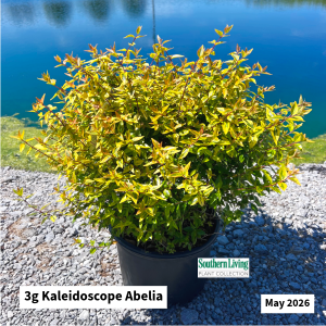 May 2026 3g Kaleidoscope Abelia Website